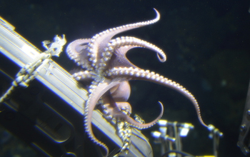 Octopus atop an underwater drill.
